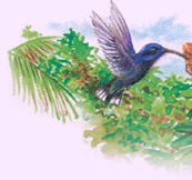 Costa Rica & Panama