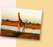 Botswana, Namibia & Victoria Falls