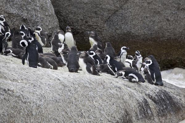 Penguins at Bolder beach, South Africa
