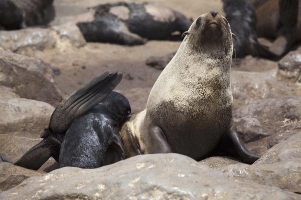 Cape Cross seals, South Africa