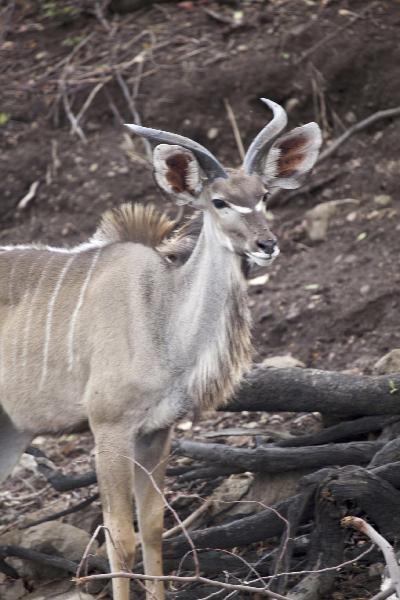 Chobe N.P. goat, Botswana