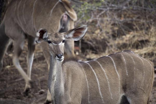 Impala's in Chobe NP, Botswana