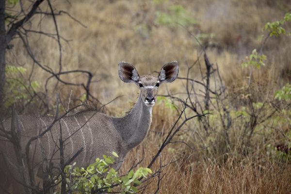 Antilope in Etosha N.P., Botswana