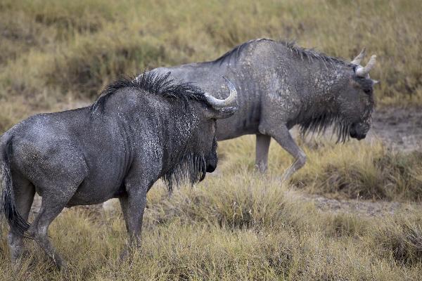 Buffalo's at Etosha NP, Botswana