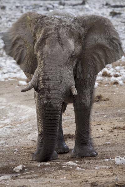 Etosha N.P. elephant, Namibia