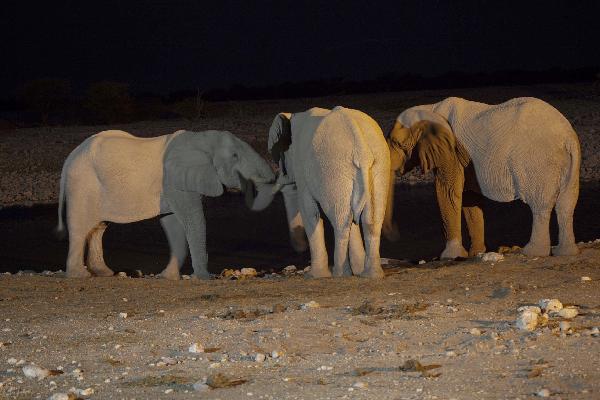 Herd of elephants in Etosha NP, Namibia