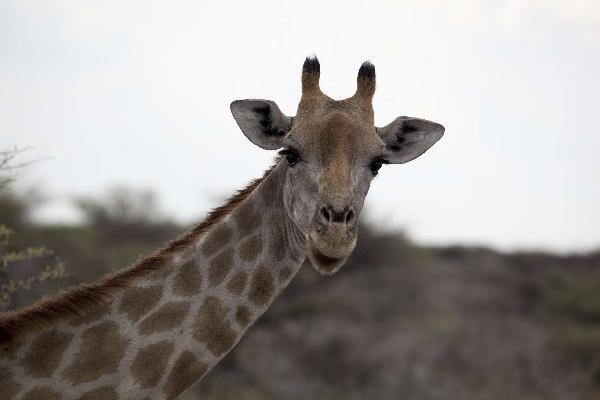 Etosha N.P. giraffe, Namibia