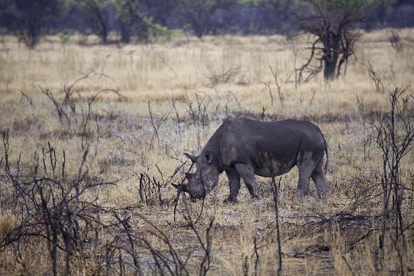 Etosha N.P. rhino, Namibia