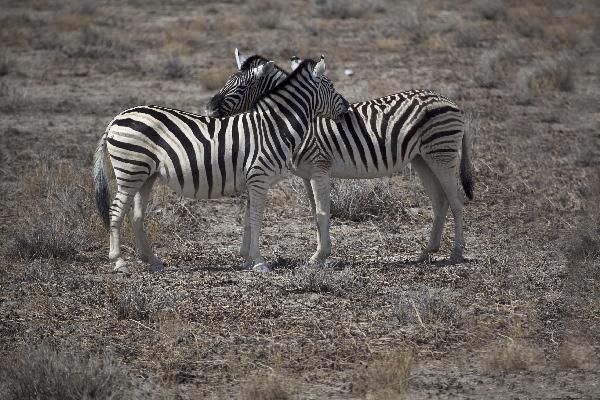 Zebras necking in Etosha NP, Namibia