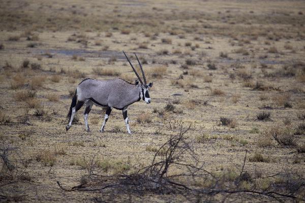 Antilope in Etosha NP, Namibia