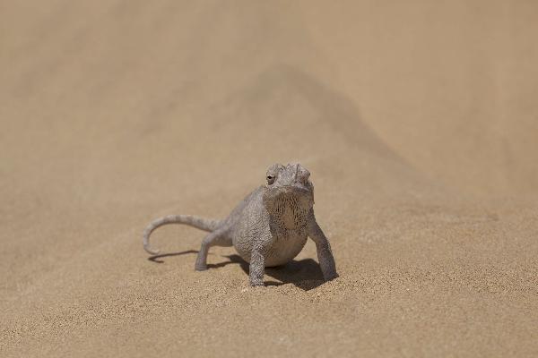 Living desert lizard, South Africa
