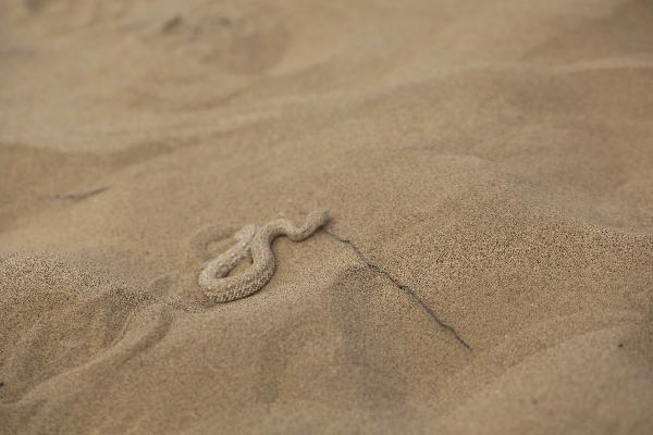 Living Desert snake, South Africa