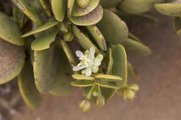Living Desert flora, South Africa