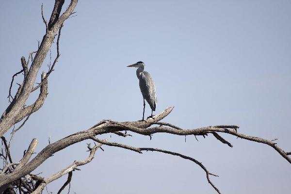Okavango Delta bird in tree, Botswana