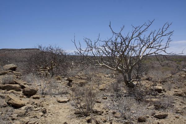 Petrified tree, Namibia