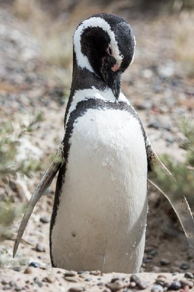 Argentina - Punta Tombo Magelhaes pinguin