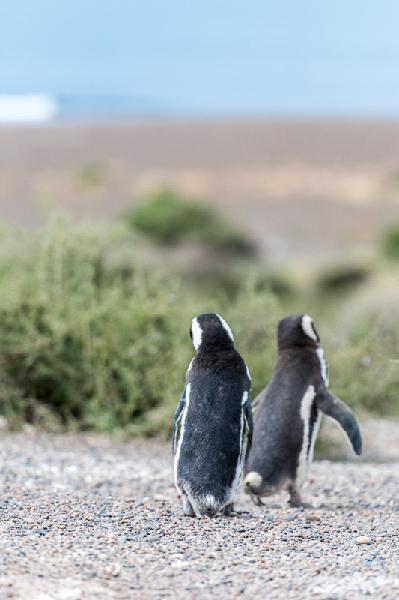 Argentina - Punta Tombo Magelhaes pinguines