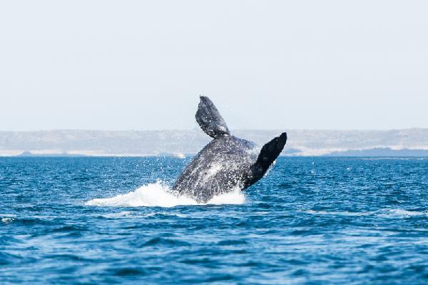 Argentina - Valdes Island whale