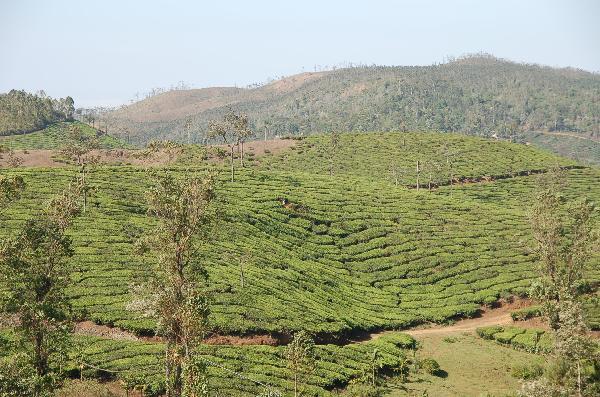 Tea plantation 2 on South India tour