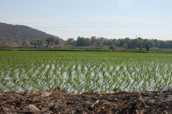 Rice fields on the way on South India tour