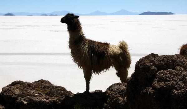 Bolivia, Salar de Uyuni Salt Flat llama