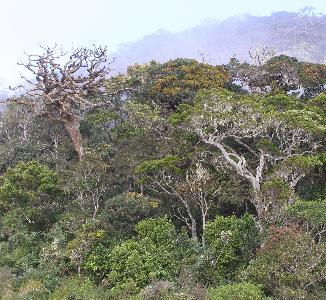 Vegetation in Horton Plains,Sri Lanka
