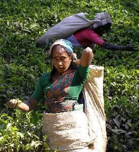 Tea picker near Nuwarta Eliva, Sri Lanka