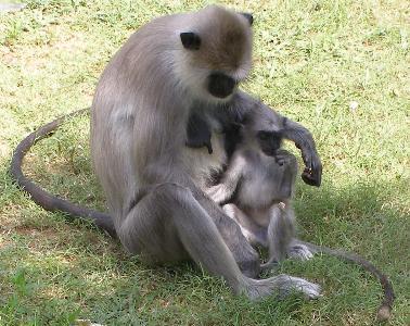 Monkey with young