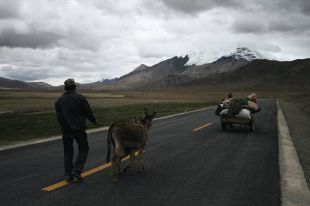 Donkey on road, Tibet