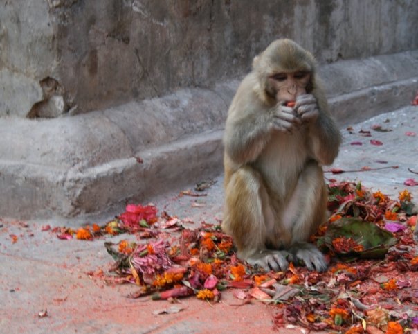 Nepal Monkey in flower petals offering spot Jessika Pilkes