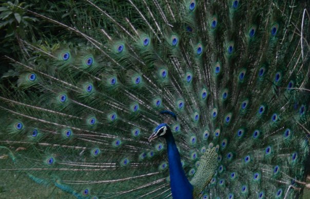 Peacocks in India