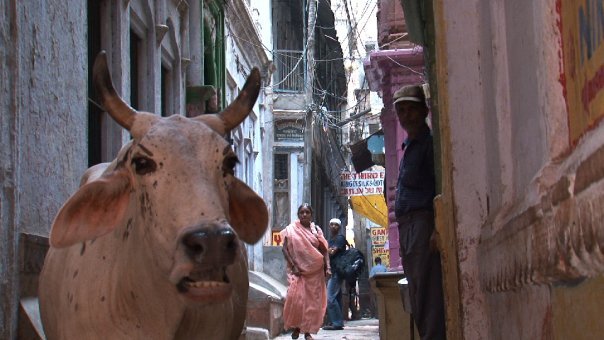Holy cow in India in alleyway - Jessika Pilkes