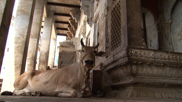 Sacred cow in India resting
