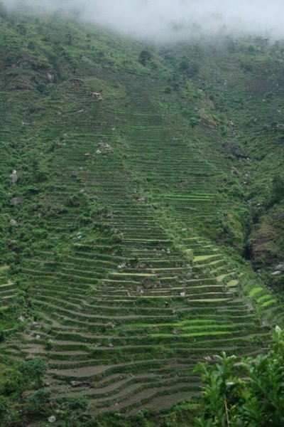 Nepal mountain agriculatural terraces -  Jessika Pilkes